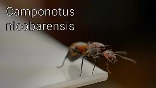 CAMPONOTUS NICOBARENSIS - Рыжий реактивный муравей. Уход, кормление. / Антс4ю
