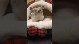 Маленький ёжик в своём уютном домике