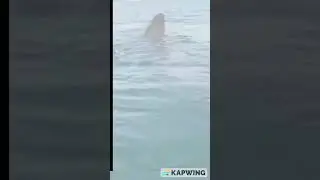 Kayakers get shark suprise!