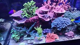 Porque usar Nitrátos y Fosfátos y no dar mas comida a los peces Marinos.