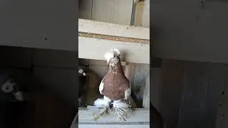 Бровястый