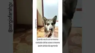 De novo Cleitin #studymusic #banho #pets #haskin #funnyshorts