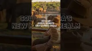 Explore South Africa #southafrica #travel #shorts #adventure #vacation