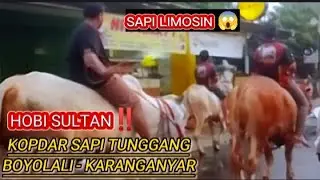 HOBI PARA SULTAN‼️ KOPDAR SAPI TUNGGANG BOYOLALI KARANGANYAR‼️😱