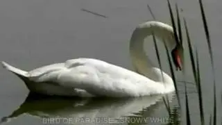 BIRD OF PARADISE - SNOWY WHITE