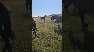 Жеребец Байкал прижимает уши и гонит кобыл #horse #кони #жеребец