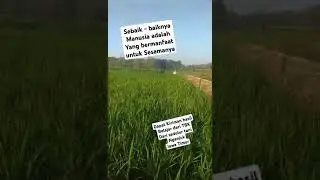 Padi dari sedulur tani Nganjuk Jawa Timur.