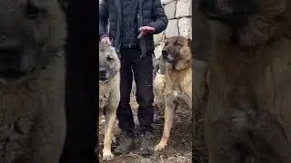 KURTÇU KANGAL GÖZÜNDEN BELLİ OLUR !