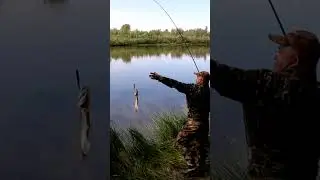 Щука в лесном озере 