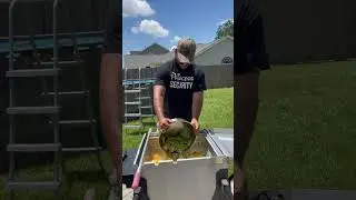 Southern Boiled Crab Legs