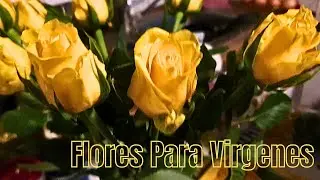 Stephanie se MOLESTA por este MOTIVO. MIRA CUAL?/ Muchas MARIPOSAS invaden NUESTRO  HOGAR