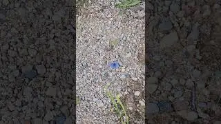 Parastais zilenītis / The common blue butterfly (Polyommatus icarus) ✨️ #daba #nature #butterfly