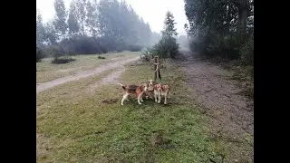 CAZA del CONEJO con BEAGLES// AÑO 2021..🐇 🐾 🐾