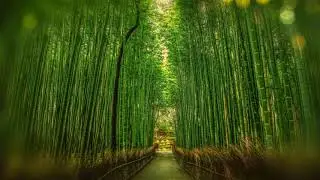 Japanese Flute Meditation for Positive Morning Energy