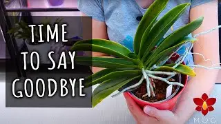 I need to discard this Orchid.. 😖