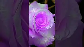 Ну очень красивые цветы.
