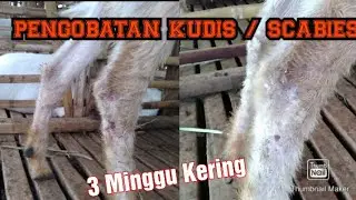 Mengobati Kudisan atau Scabies Pada Kambing
