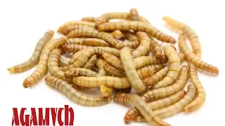 Мучной червь (Хрущак) - Основы содержания и разведения