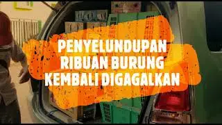 PENYELUNDUPAN RIBUAN BURUNG KEMBALI DIGAGALKAN | Radarlampung.co.id