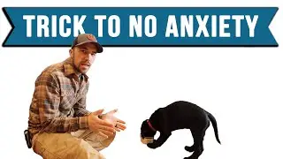 How To Build Confidence In A Dog