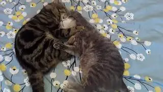 ВЕСЁЛАЯ КОТОВАСИЯ, ИЛИ КАК РАЗВЛЕКАЮТСЯ КОШКИ ВЕСНОЙ.
