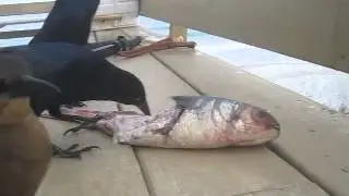 Grackles