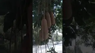 Sausage tree - Колбасное дерево - עץ הנקניקים