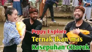 Peppy Explore ternak Ikan Mas Citorek