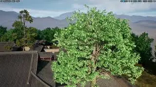 Zelkova serrata with ivy example
