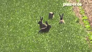 Was macht der Hase nach Ostern  - Der Feldhase ( Lepus europaeus ) - Naturfilm