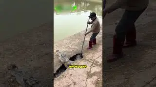 Этот человек спас жизнь крокодилу 👏