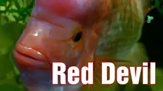 Large Red Devil Cichlid / Amphilopus Labiatus 🇺🇸 upload