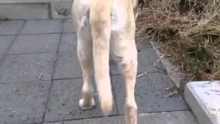 散歩