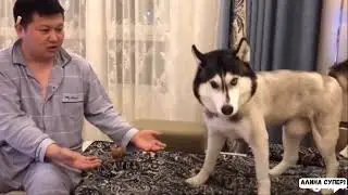 Самые Смешные Коты и Собаки - Лучшее Из Забавных Животных 2021 Года