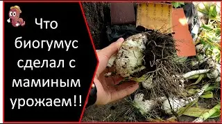 🌿 Что биогумус сделал с маминым урожаем. Применение биогумуса в огороде. Лучшее удобрение#DENLife
