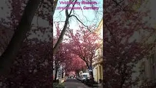 Vivid Cherry Blossom street in Bonn /Germany /Lebendige Kirschblütenstraße in Bonn/ Life in Germany