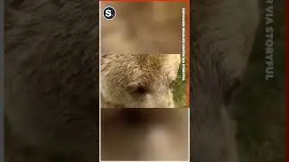 Curious Bear Takes Sniff of Camera