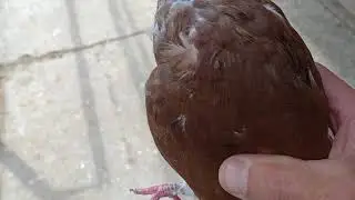 О красных голубятах