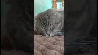 Лучший способ похудеть… #мейнкун #безкотажизньнета #cat