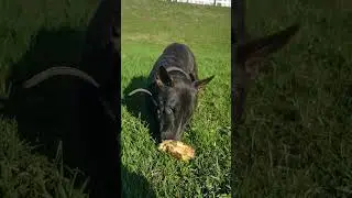 Петя бультерьер 