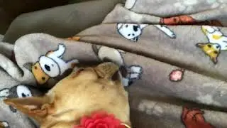 Cute Dog Sleeping