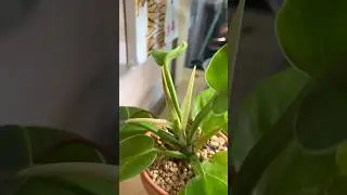 Очень люблю комнатные растения и хочу познакомить вас с малышами 😍