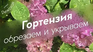 Гортензия 🌸 Осенняя обрезка и укрытие на зиму