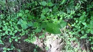 Viral 😉 Pissing to fertilize | Mr. pee | Boy Peeing in outside | pissing