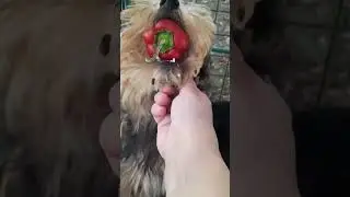 Тоха жрёт перец, угар смех 🤣