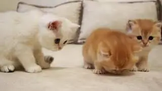 放轻松🎻🐱   被欺负的小奶猫