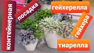 Гейхера, гейхерелла, тиарелла/ Универсальный цветок/Композиции с гейхерами