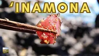 ‘INAMONA: traditional Hawaiian garnish (kūkui nuts) | Eat And Be Eaten