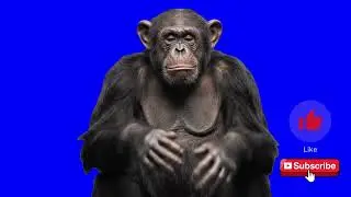 What Happens When You Change a Chimp’s Background?