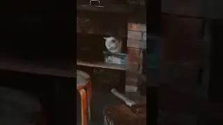 кошак чилит 😎 